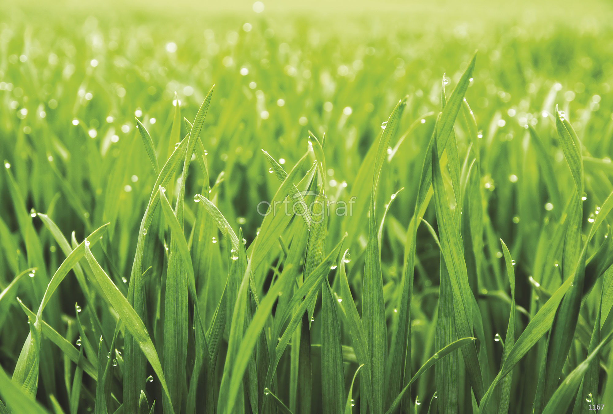 Картинка травы. Трава. Зеленая травка. Красивая трава. Сочная трава.