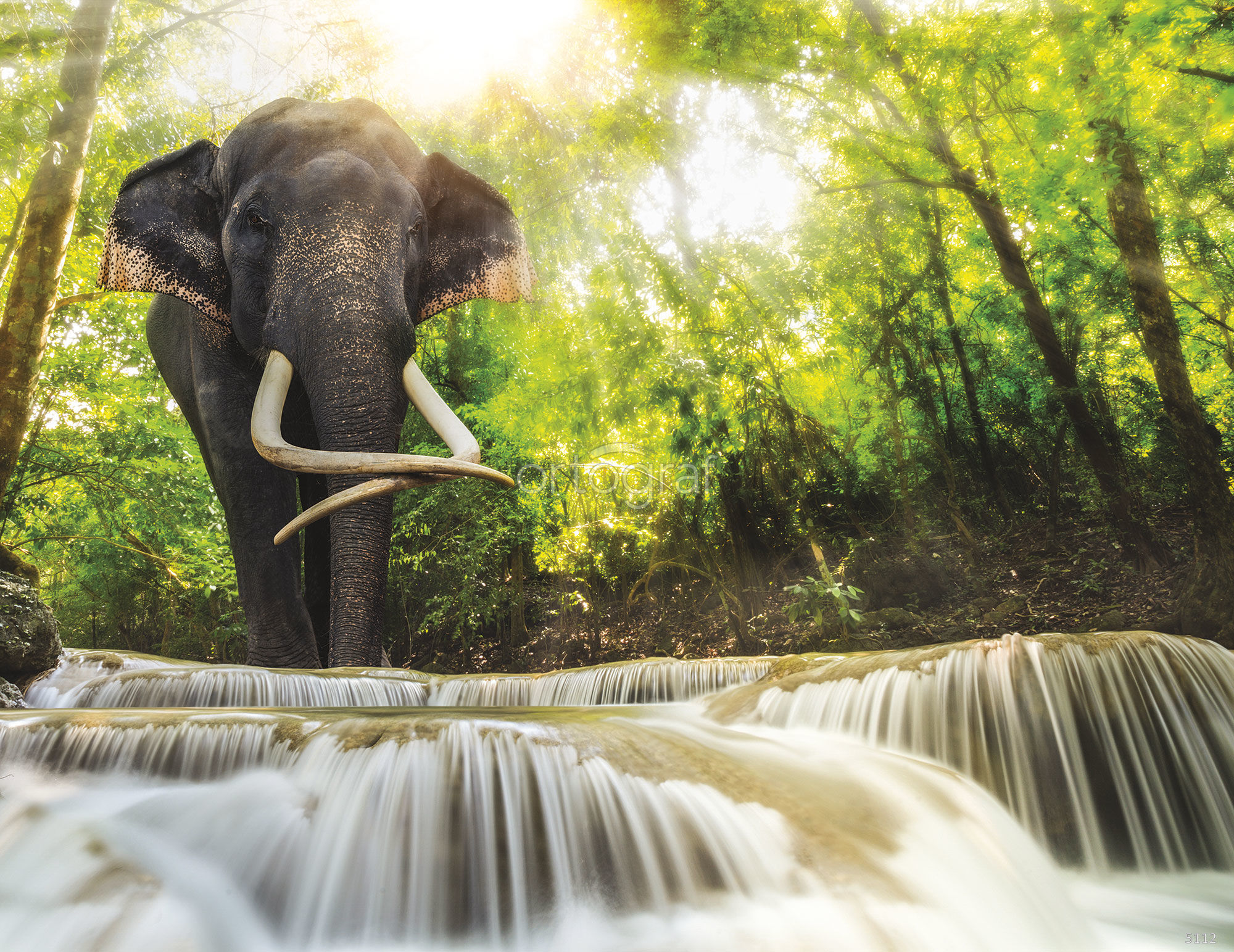 Elephant river. Слоны в джунглях. Слоны в природе. Животные джунглей. Слоны на водопаде.