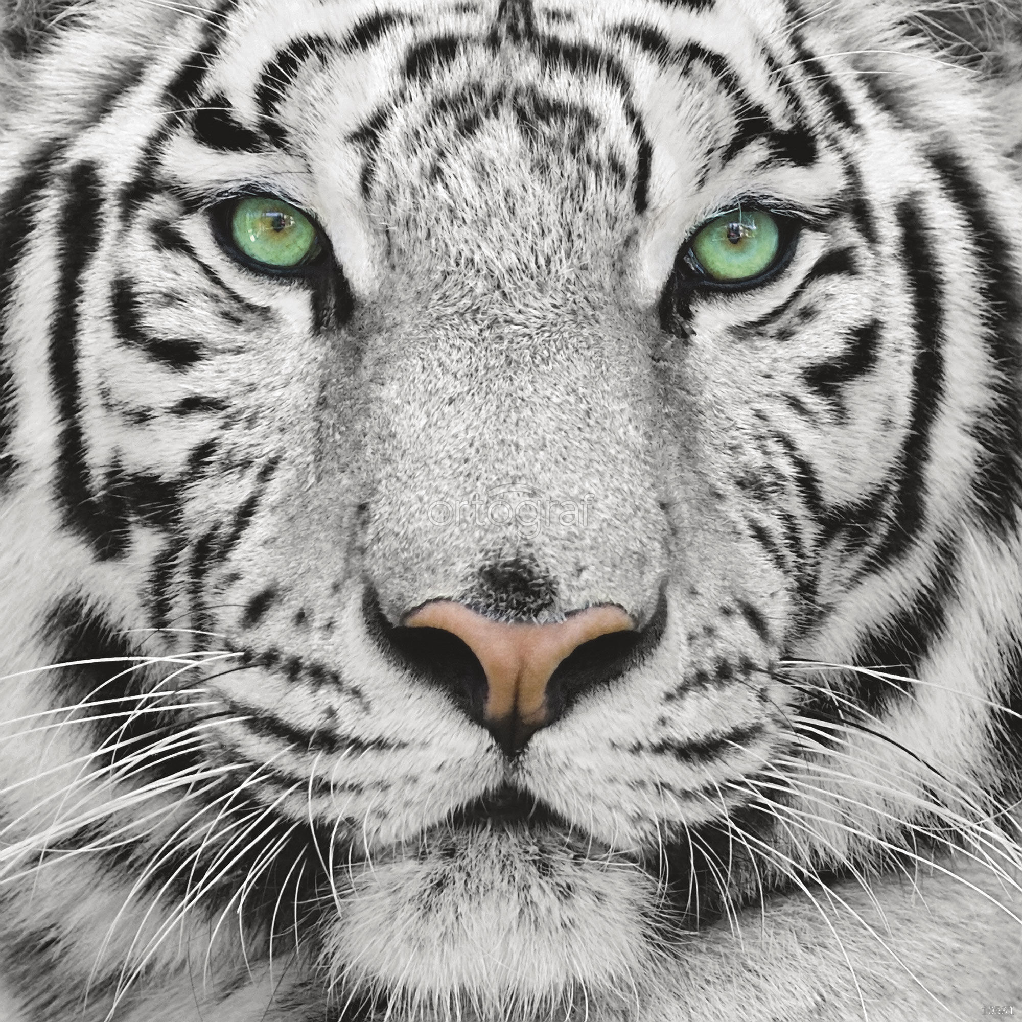 Алмазная вышивка белый тигр диамонд