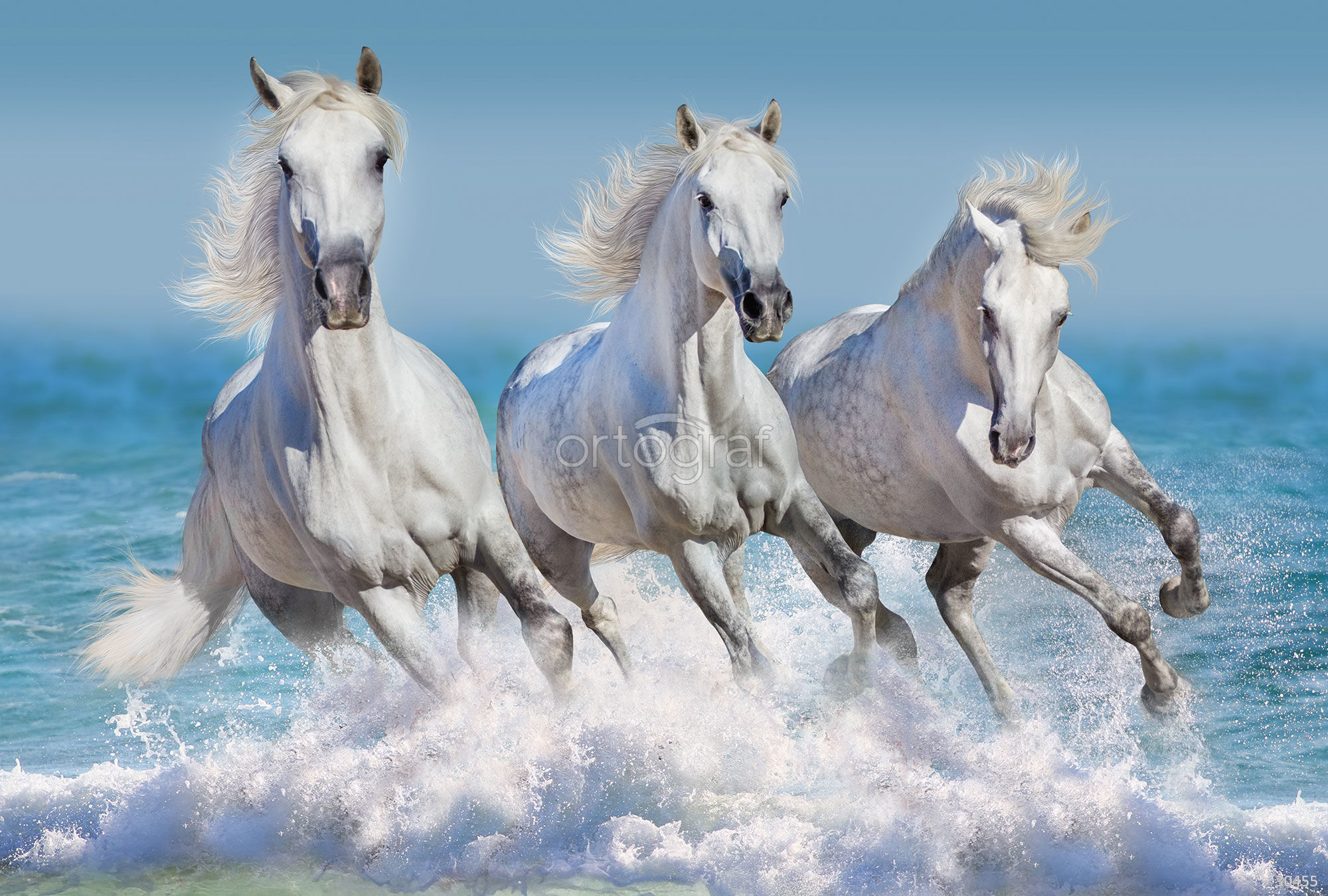 Тройка белых лошадей красивых